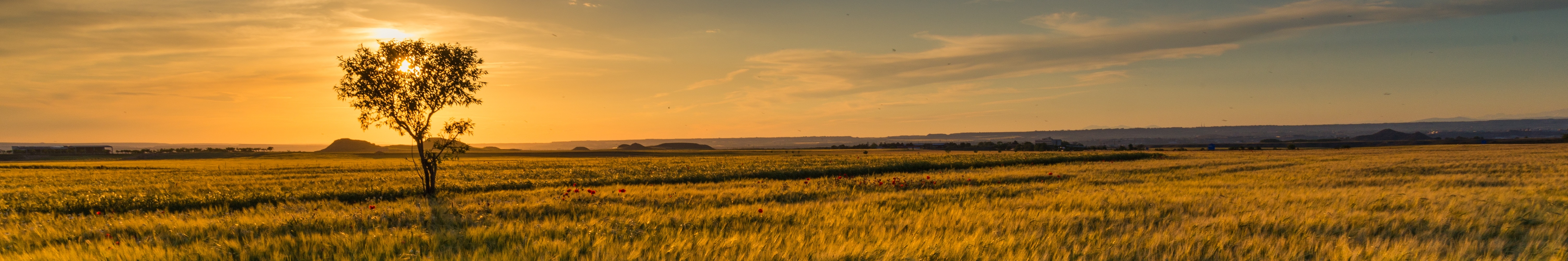 Field